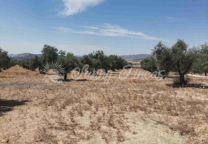 Terra a Biar, Alicante, Biar - € 53.000 | Ref: SF0425 - foto 1